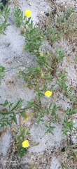Oenothera stricta