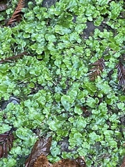 Lunularia cruciata