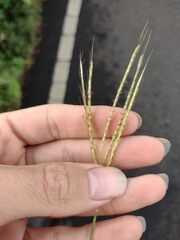 Bothriochloa pertusa