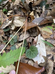 Onoclea sensibilis