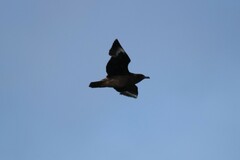 Stercorarius skua