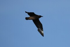 Stercorarius skua