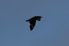 Stercorarius skua