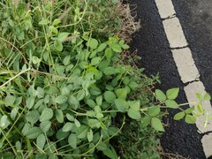 Macroptilium lathyroides