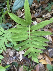 Onoclea sensibilis