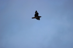 Stercorarius skua