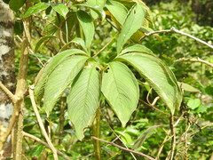 Amorphophallus
