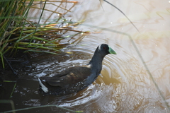 Porphyriops melanops