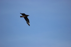 Stercorarius skua
