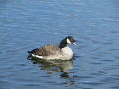Branta canadensis