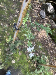 Jasminum grandiflorum