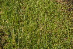Bothriochloa pertusa