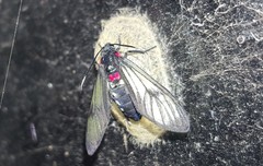Euchromiina