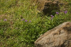 Heliotropium amplexicaule