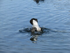 Branta canadensis