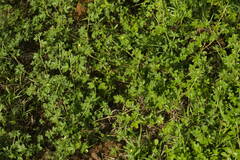 Stylosanthes viscosa