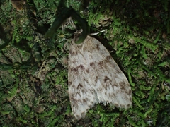 Scaphidriotis xylogramma