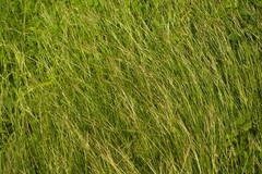 Bothriochloa pertusa