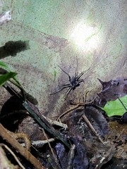 Paraphrynus laevifrons