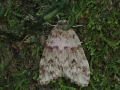 Scaphidriotis xylogramma
