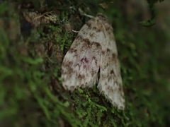 Scaphidriotis xylogramma