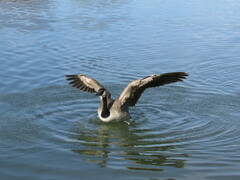 Branta canadensis