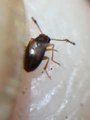 Zenascus roberti