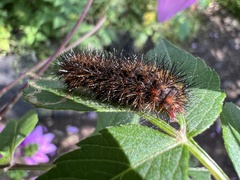 Spilosomina