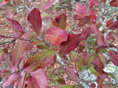Ericaceae