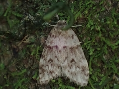 Scaphidriotis xylogramma