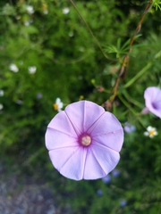Ipomoea ternifolia ternifolia