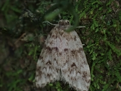 Scaphidriotis xylogramma