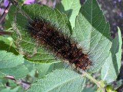 Spilosomina