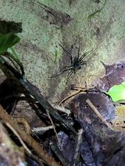 Paraphrynus laevifrons