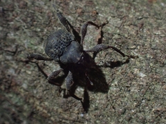 Onidistus araneus