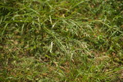 Eragrostis tenuifolia