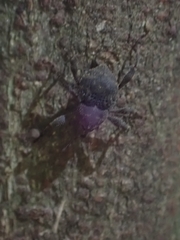 Onidistus araneus