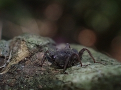 Onidistus araneus
