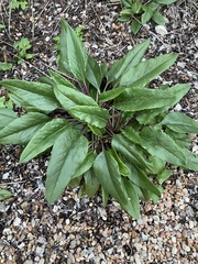 Salvia pentstemonoides