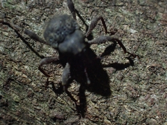 Onidistus araneus