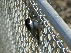 Poecile atricapillus