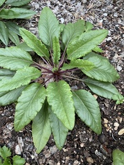 Salvia pentstemonoides