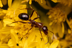 Formica pallidefulva