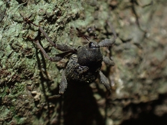 Onidistus araneus