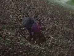 Onidistus araneus