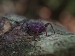 Onidistus araneus