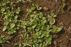 Alternanthera pungens