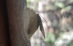 Euchromiina