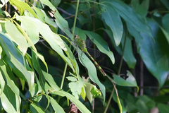 Erythemis vesiculosa