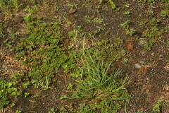 Eragrostis tenuifolia